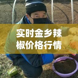 实时金乡辣椒价格行情解析：市场波动与种植趋势