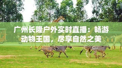 广州长隆户外实时直播：畅游动物王国，尽享自然之美