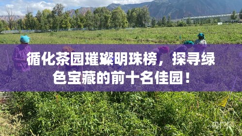 循化茶园璀璨明珠榜，探寻绿色宝藏的前十名佳园！