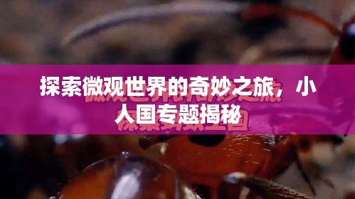鸟集鳞萃