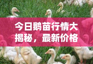 联系方式 第13页